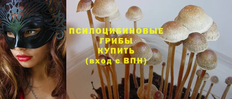 Псилоцибиновые грибы Psilocybe  Руза 